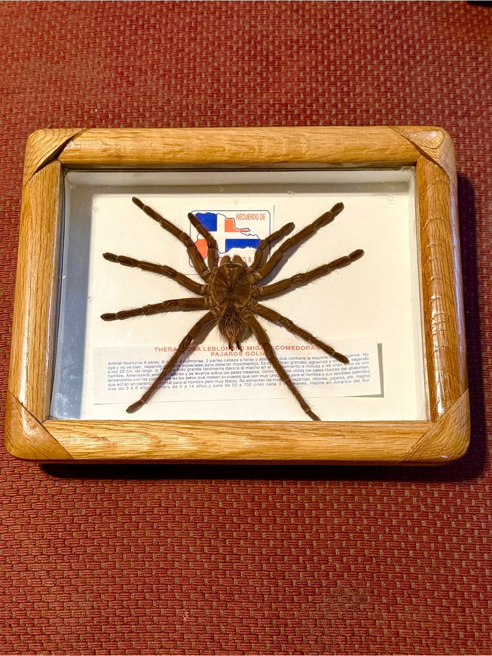 Framed Preserved Goliath Birdeater (Theraphosa blondi)